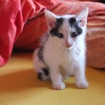 Kittenaufzucht Kätzchen Babykatze Göppingen