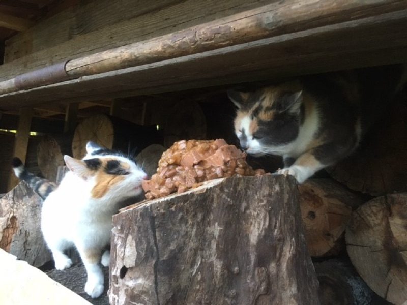 Katzenhilfe Fördertätigkeit