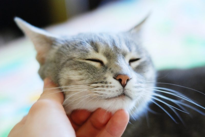 Unterstützung und Spenden Katzenhilfe Stauferland e.V.